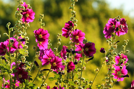 Common hollyhock flowers (Alcea rosea) in a garden