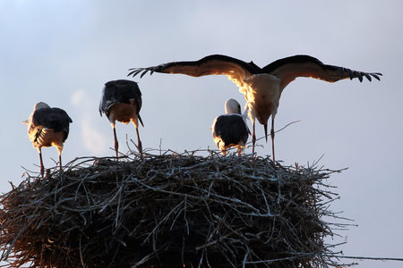Rear view of four storks in their nestの写真素材