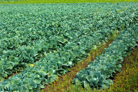 Rows of green cabbage on a field