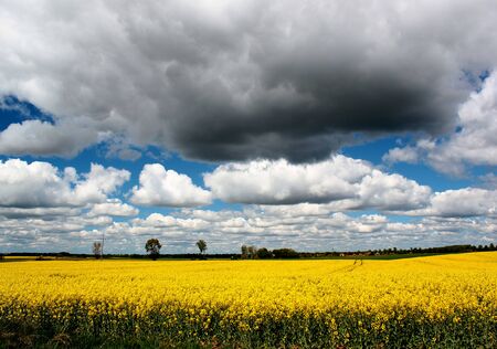 Yellow rape field, beautiful rural landscapeの写真素材
