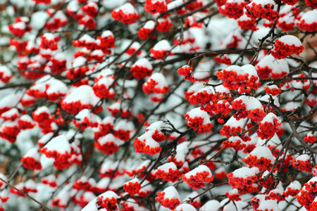 Rowan berries covered with snow at wintertimeの写真素材