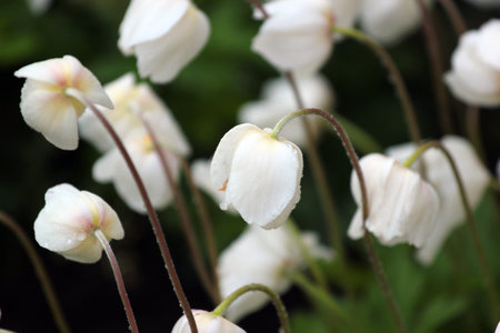 Anemone cultivar, white flowers in a gardenの写真素材