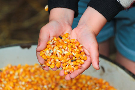 Child hands with corn seeds
