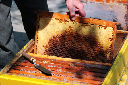 Old bee-keeper inspecting honeycomb frames