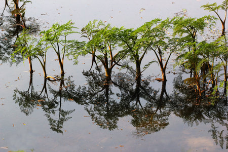 Fine-leaved water dropwort (Oenanthe aquatica), a young poisonous aquatic plant, with reflection in...