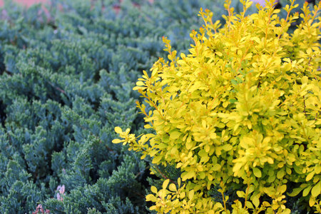 Yellow barberry shrub in a gardenの写真素材