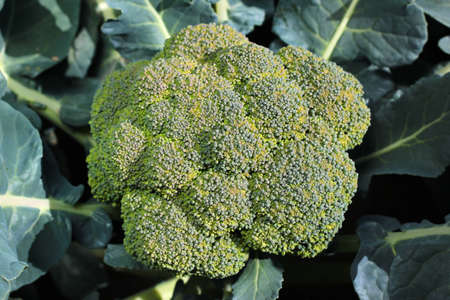Flower head of broccoli (Brassica oleracea)の写真素材