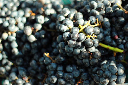 Ripe blue grapes, abstract winemaking background, selective focus