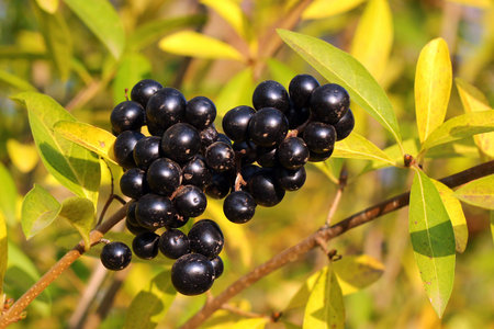 Privet berries and leaves, Ligustrum vulgare