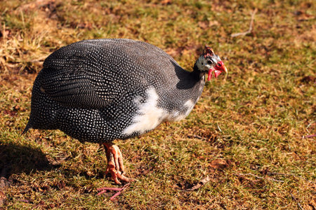 Domestic guinea fowl, or pearl hen, a domesticated form of the helmeted guineafowl (Numida meleagris) on green grassの写真素材