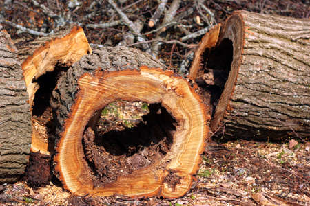 Decayed tree trunk, cut down touchwood used for timberの写真素材
