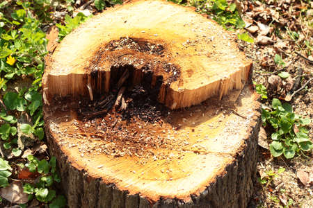 Decayed tree trunk, cut down touchwood used for timberの写真素材
