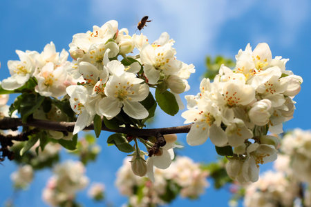 Flowering apple tree in spring time