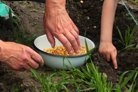 Planting corn seeds with a child