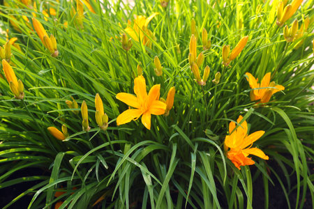 Yellow daylily flowers in a gardenの写真素材