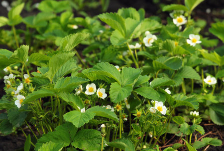 Strawberry flowers in a garden at springtimeの写真素材