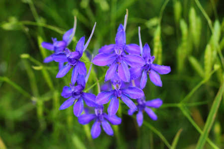 Forking larkspur flowers in a gardenの写真素材