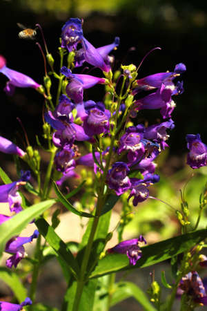 Rocky mountain penstemon flower in a gardenの写真素材