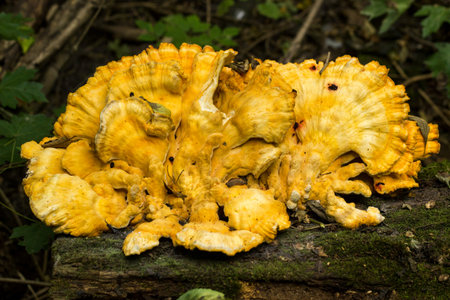 Ð¡rab-of-the-woods bracket fungus (Polyporus sulphureus)の写真素材
