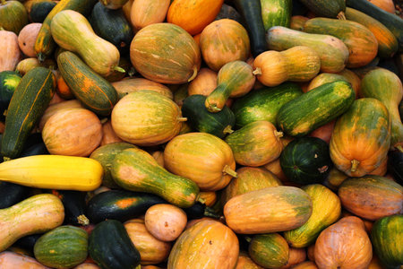 Zucchini squash crop as background