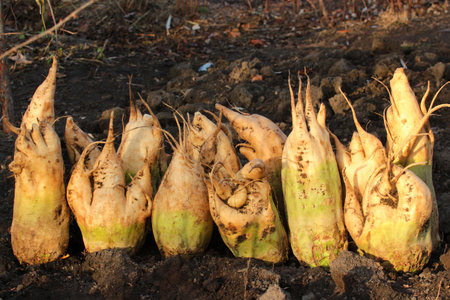 Pile of mangelwurzels, a cultivated root vegetable used as a fodder crop for feeding livestock
