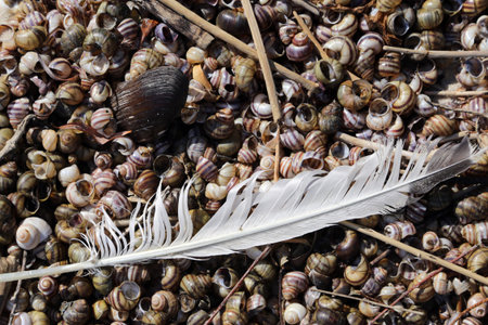 River snail shells and a feather of a seagull on a sandy beachの写真素材