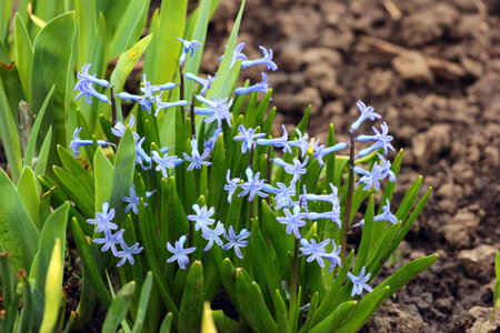 Bunch of bluebell flowers in a garden