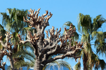 Pruned crowns of loquat trees in a garden