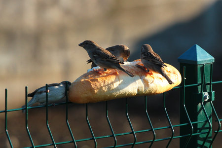 Feeding sparrows with a loaf of bread at winter timeの写真素材