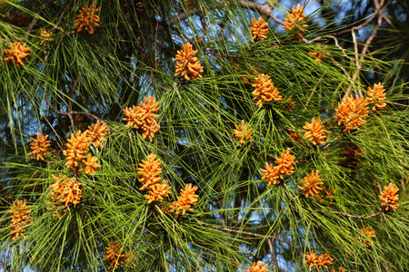 Male pollen cones of pine tree, flowering pine cones