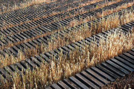Abandoned wooden benches and bleachers overgrown with dry grass and weeds at an old stadiumの写真素材