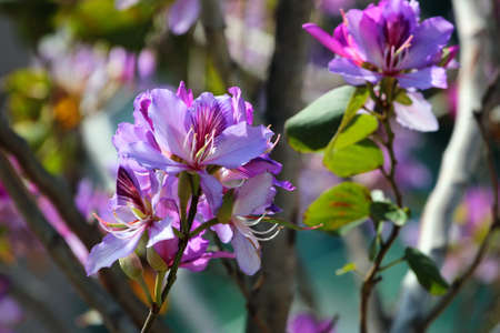 Orchid tree, or Bauhinia variegata flowers in blossom at springtimeの写真素材