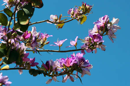 Orchid tree, or Bauhinia variegata flowers in blossom at springtimeの写真素材