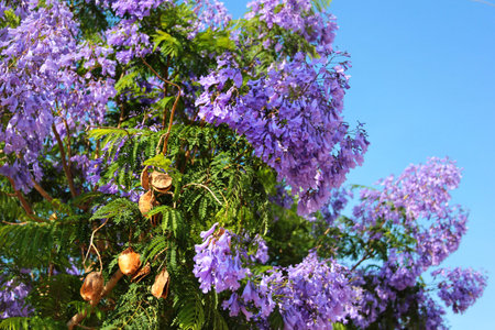 Blue jacaranda in blossom, Jacaranda mimosifolia flowers
