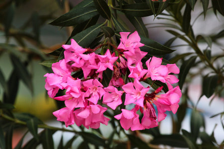 Pink oleander flowers. Rose laurel shrub in bloom. Nerium