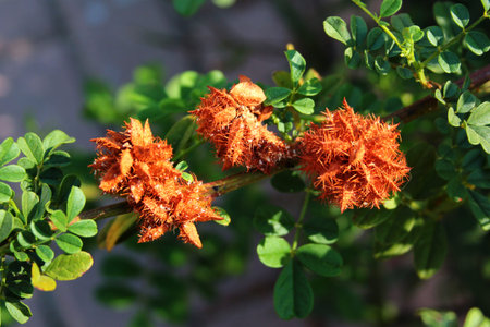 Lantana camara fruits on a bush in a garden