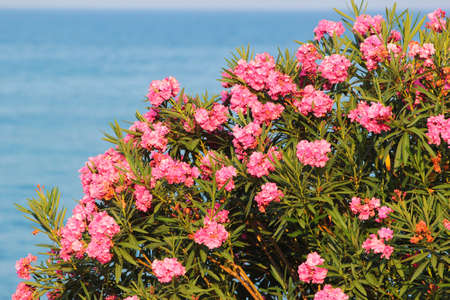 Pink oleander flowers. Rose laurel shrub in bloom in Kemer, Turkeyの写真素材