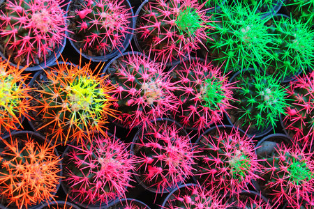 Colored cacti in flower pots. Abstract creative cactus background. Plants for home decoration concept.の写真素材