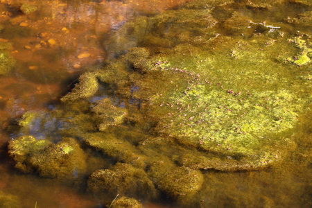 Cladophora green algae on a pond's surface