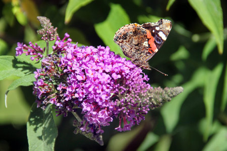 Butterfly bush, or Buddleja flowers in a garden