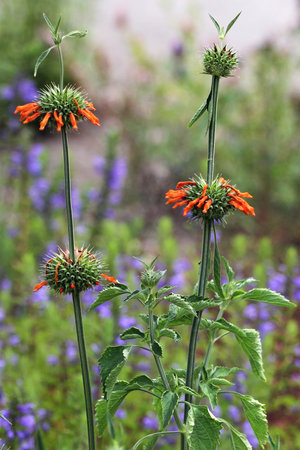 Lion's Ear, or Leonotis nepetifolia flowers in a gardenの写真素材