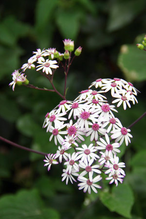 Pericallis hybrida or cineraria flowers in a garden