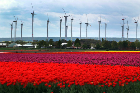 Tulip fields near Magdeburg in Saxony-Anhalt, Germanyの写真素材
