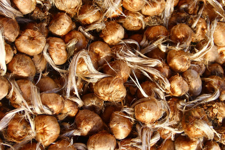 Bulbs of Saffron Crocus at a garden fairの写真素材