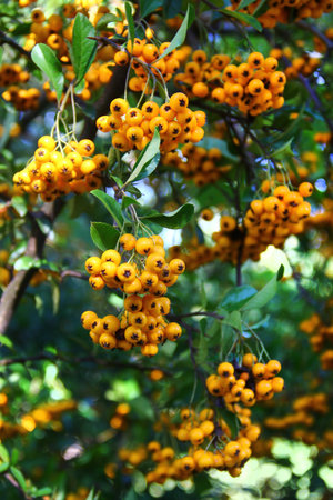 Pyracantha coccinea, or red firethorn, a popular decorative garden bush with bright orange berriesの写真素材