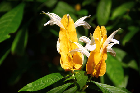 Golden shrimp plant, or Pachystachys lutea flowers in a gardenの写真素材