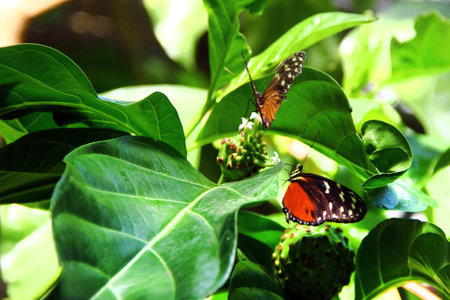 Tawny Coster, or Acraea terpsichore butterflies sit on the branch of Noni plant, or Morinda citrifoliaの写真素材