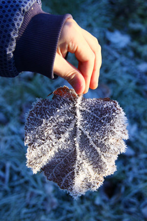 Hand of a child holds dry leaf, delicately coated with a shimmering layer of rime and hoarfrost, creating a frosty, intricate texture in the crisp atmosphere of late autumn.の写真素材
