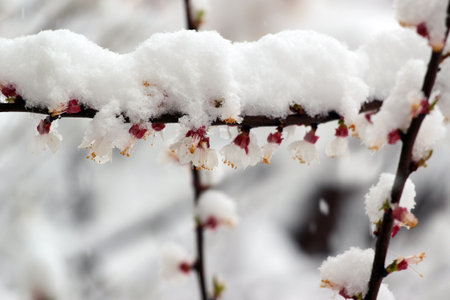 Flowers covered with snow, blooming tree freezing in early springの写真素材
