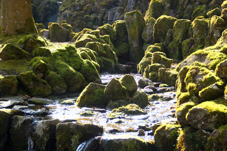 Moss-Covered Basalt Columns and Stream in a Forest Landscapeの写真素材